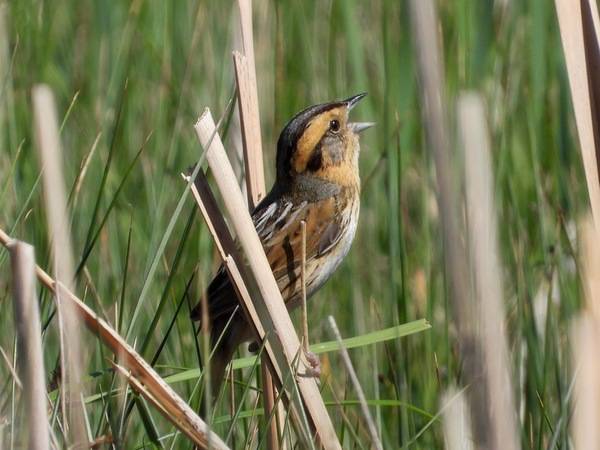 bruant de nelson, chingolo de nelson, nelson's sparrow by James M. Maley is licensed under CC BY 4.0; Lignite, ND